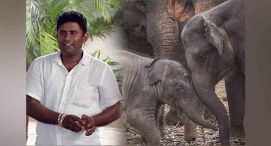 අලි රොෂාන්ට බරපතල වැඩ සහිත වසර 15ක සිර දඬුවම්